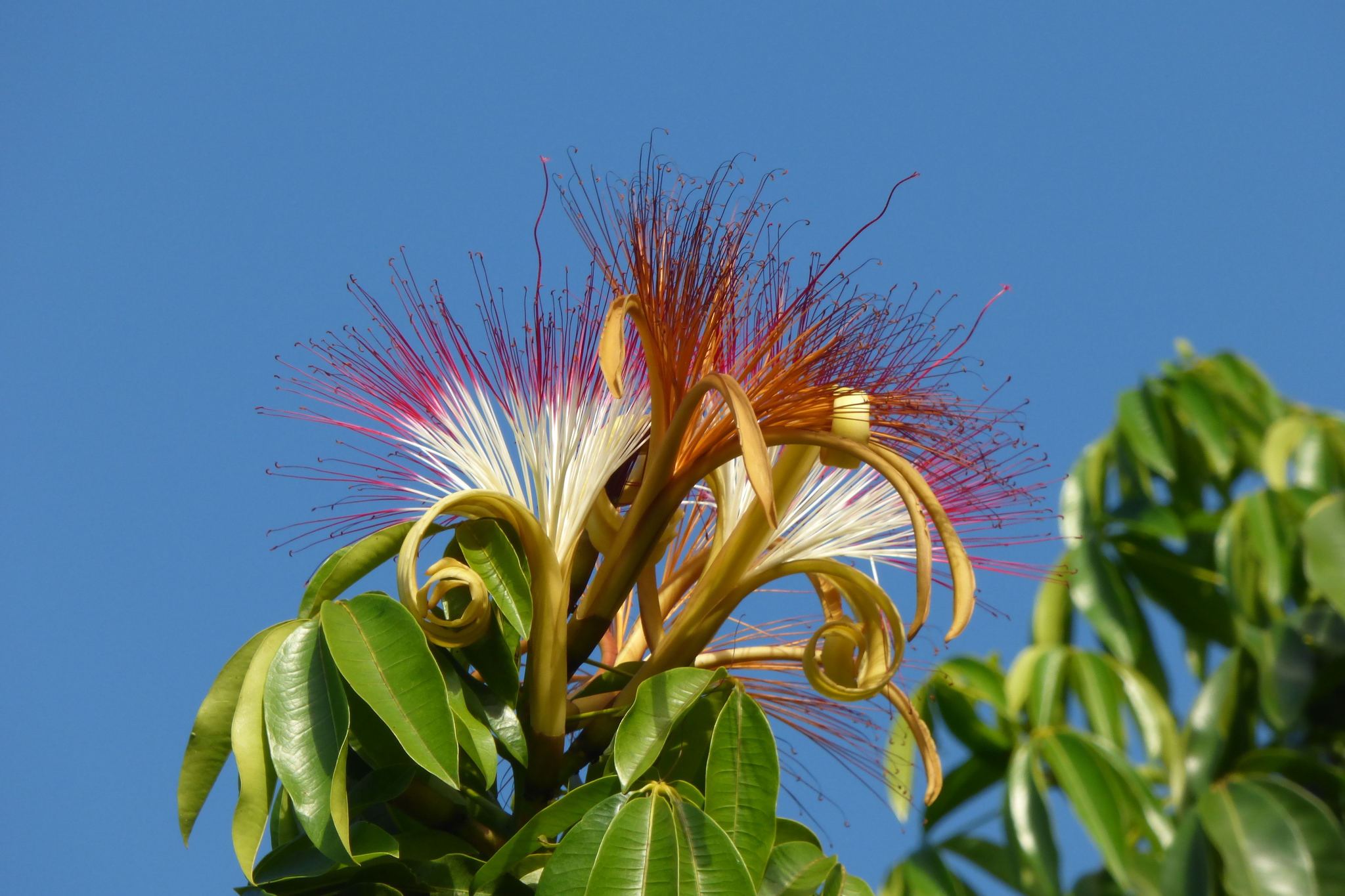 Pachira aquatica